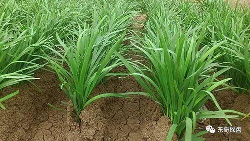 杭州爆料韭菜视频,视频揭露惊人真相,网友热议不已 第3张 杭州爆料韭菜视频,视频揭露惊人真相,网友热议不已 第3张